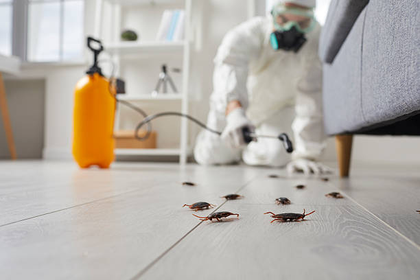 Post-Treatment Bed Bug Interceptor Monitoring in Tahoma